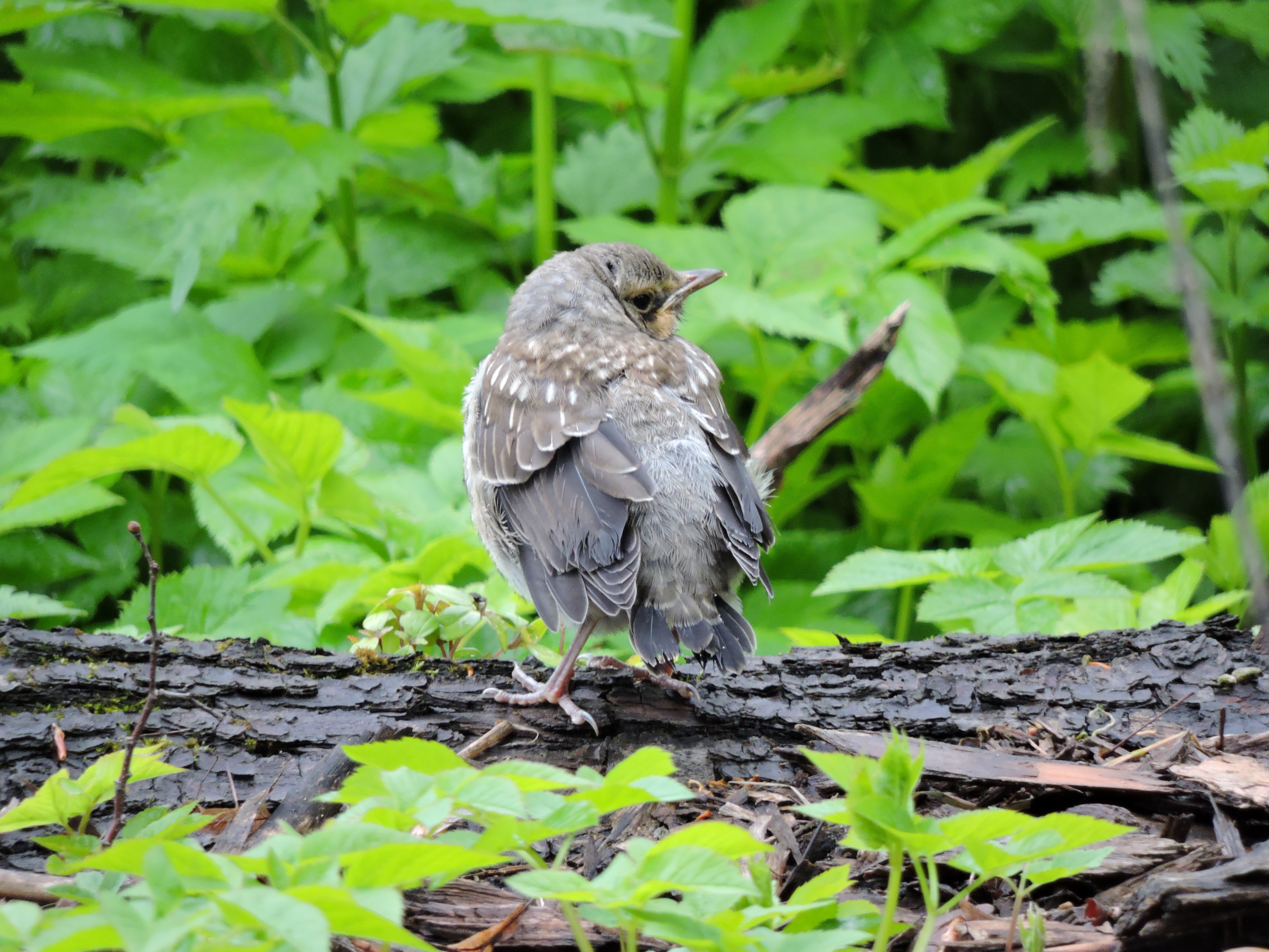 Природно-исторический парк Кузьминки-Люблино - Одной из самых  распространенных птиц в Москве является дрозд-рябинник - Новости -  Пресс-центр